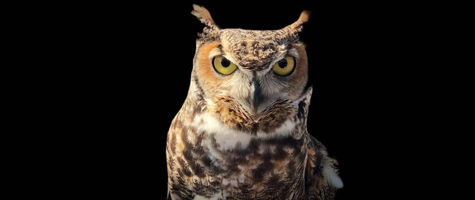 Realising human wisdom Realising human wisdom