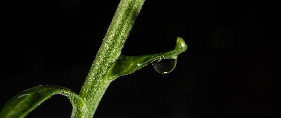 Improving multiple choice questioning